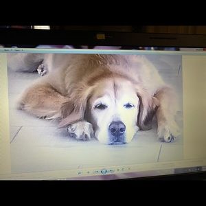 Meet your Posher, Alison